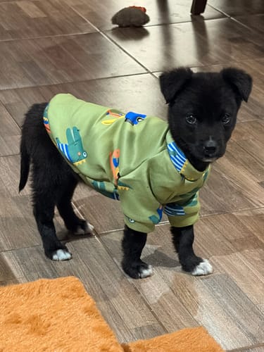 Customer photo review of CT5680 1 Pieza De Ropa De Invierno Para Mascota