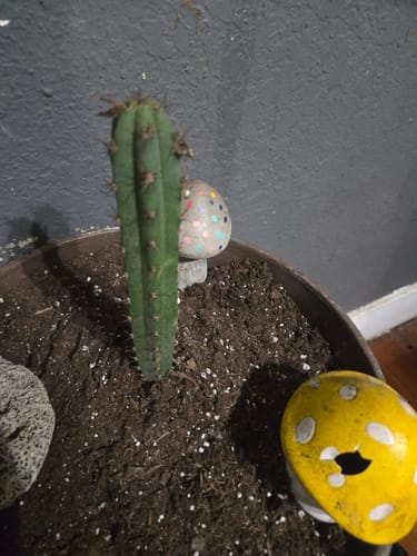 Customer photo review of Trichocereus Bridgesii | Bolivian Torch Cactus