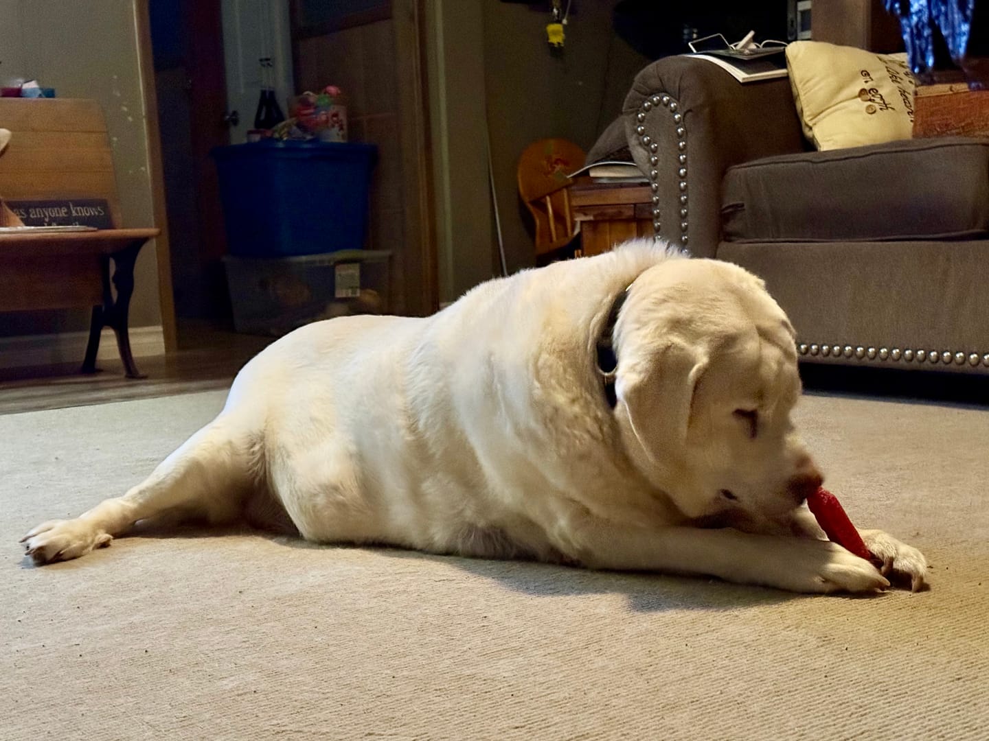 Customer photo review of Himalayan Yak Chew Flavor Pack