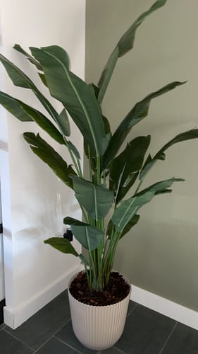 Customer photo review of Strelitzia Kunstplant 180cm Deluxe