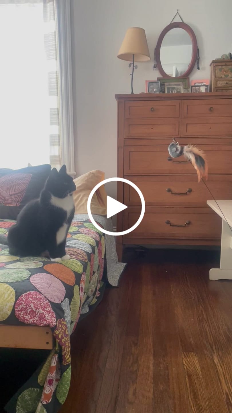 Customer video review of Interactive Bird Simulation Cat Toy Set | Leo's Paw