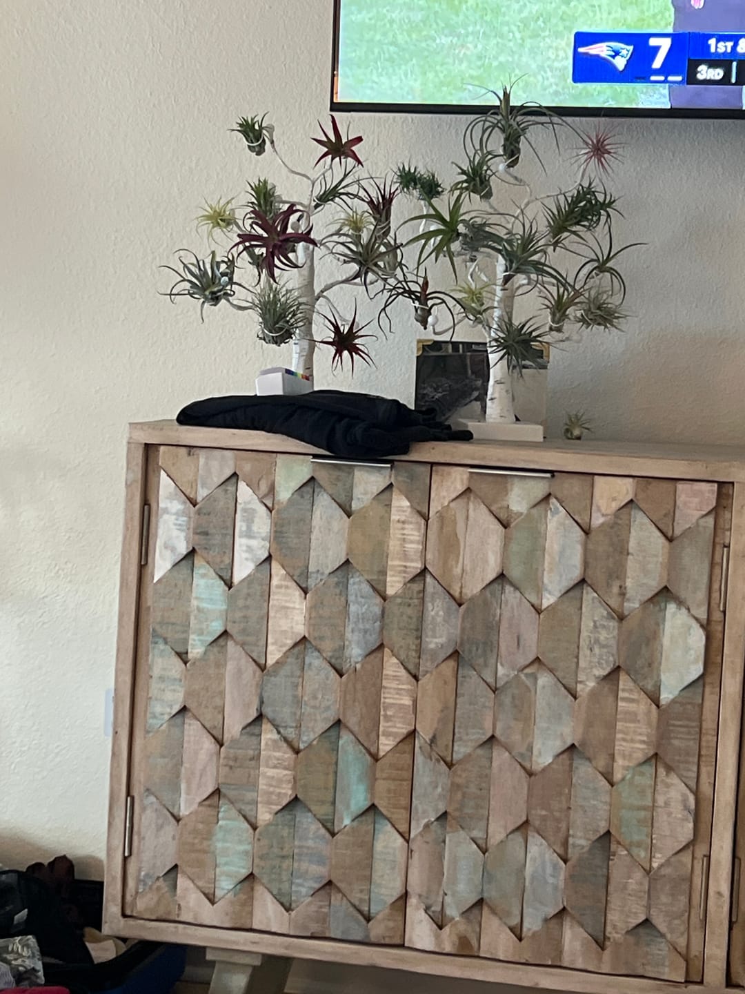 Customer photo review of 10 Pack Premium Air Plants Mix  *Cannot Be Shipped Internationally*