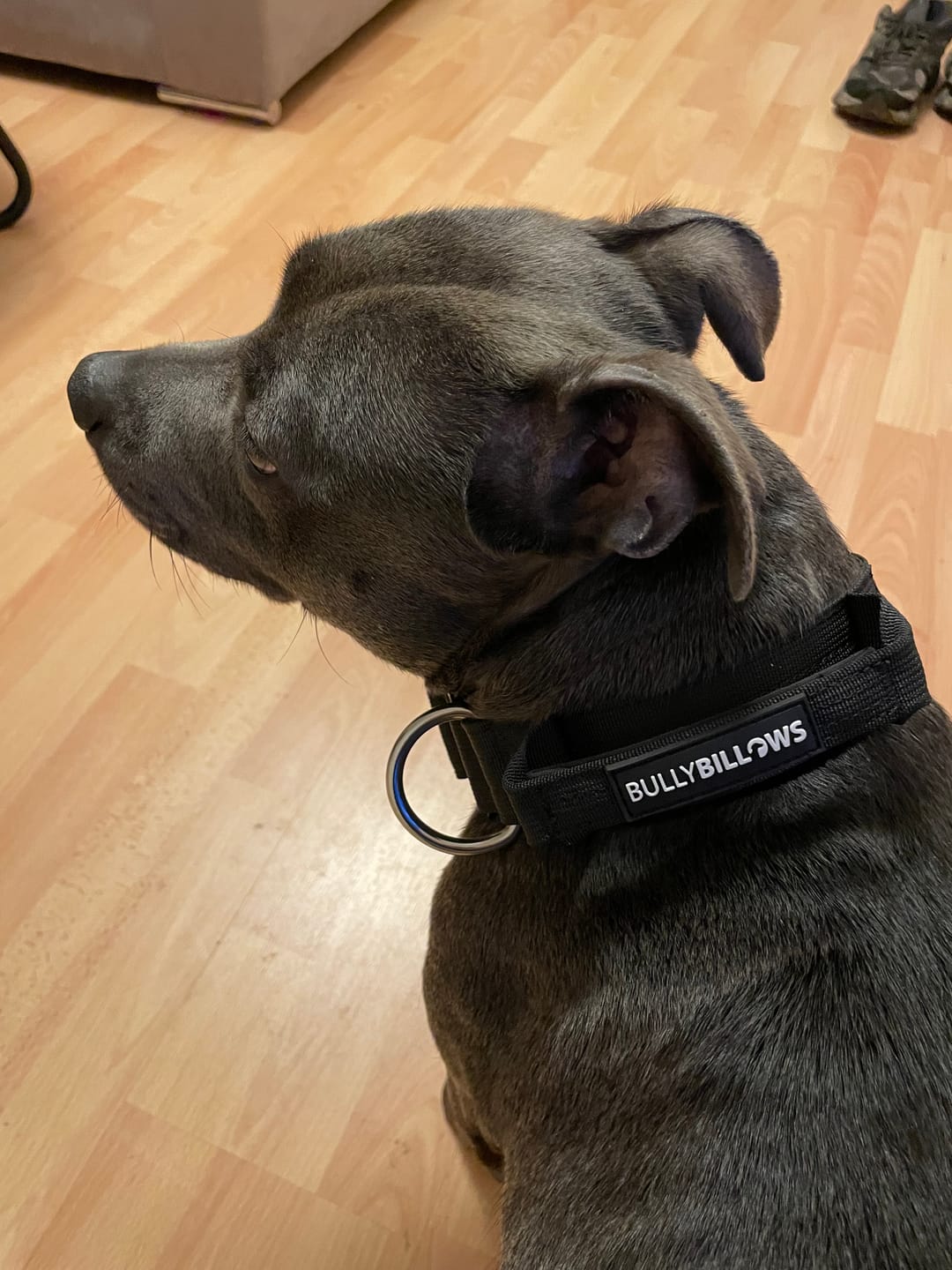 Customer photo review of 4cm Combat® Collar | Handle & Rated Clip - Black