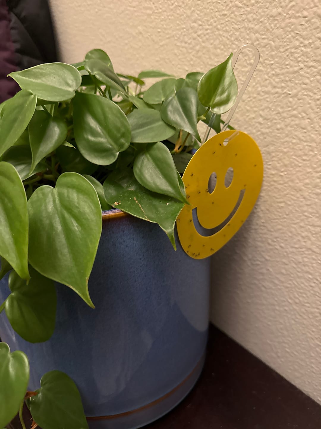 Customer photo review of Killer Smiles