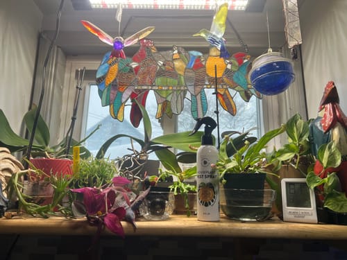 Reviewer's bottle of Houseplant Pest Spray on a windowsill with their collection of orchids and other plants.