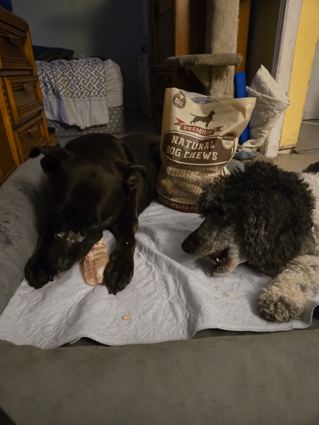 Customer photo review of 6 Inch Beef Trachea
