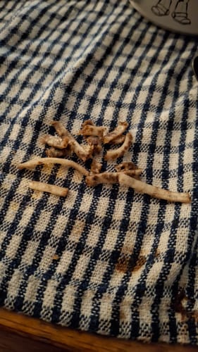 Customer photo review of Pistachio & Chocolate Frozen Treat - NEW