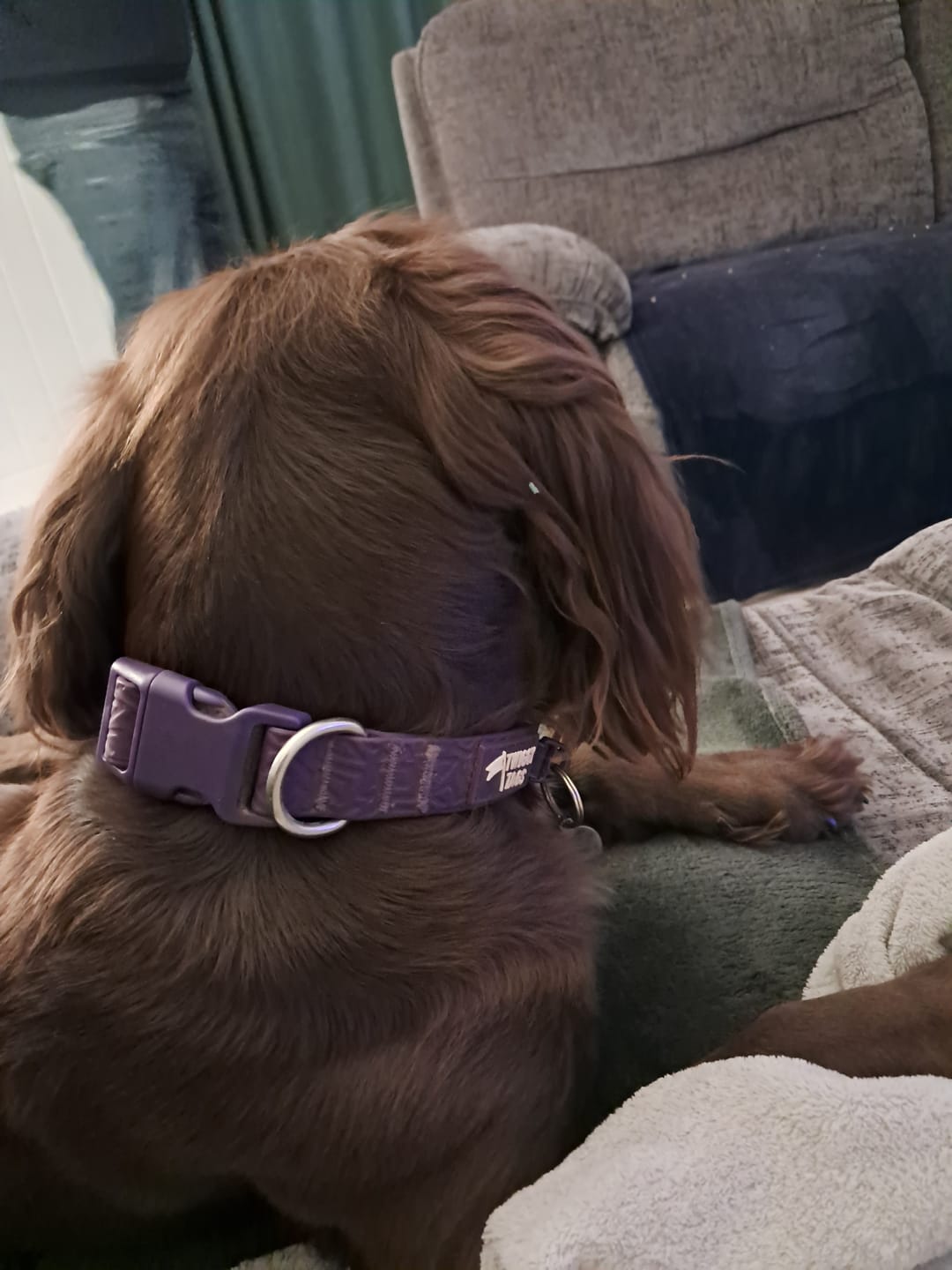 Customer photo review of Tidal Waterproof Collar