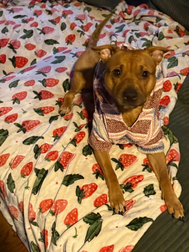 Customer photo review of Playa Poncho – Salmon