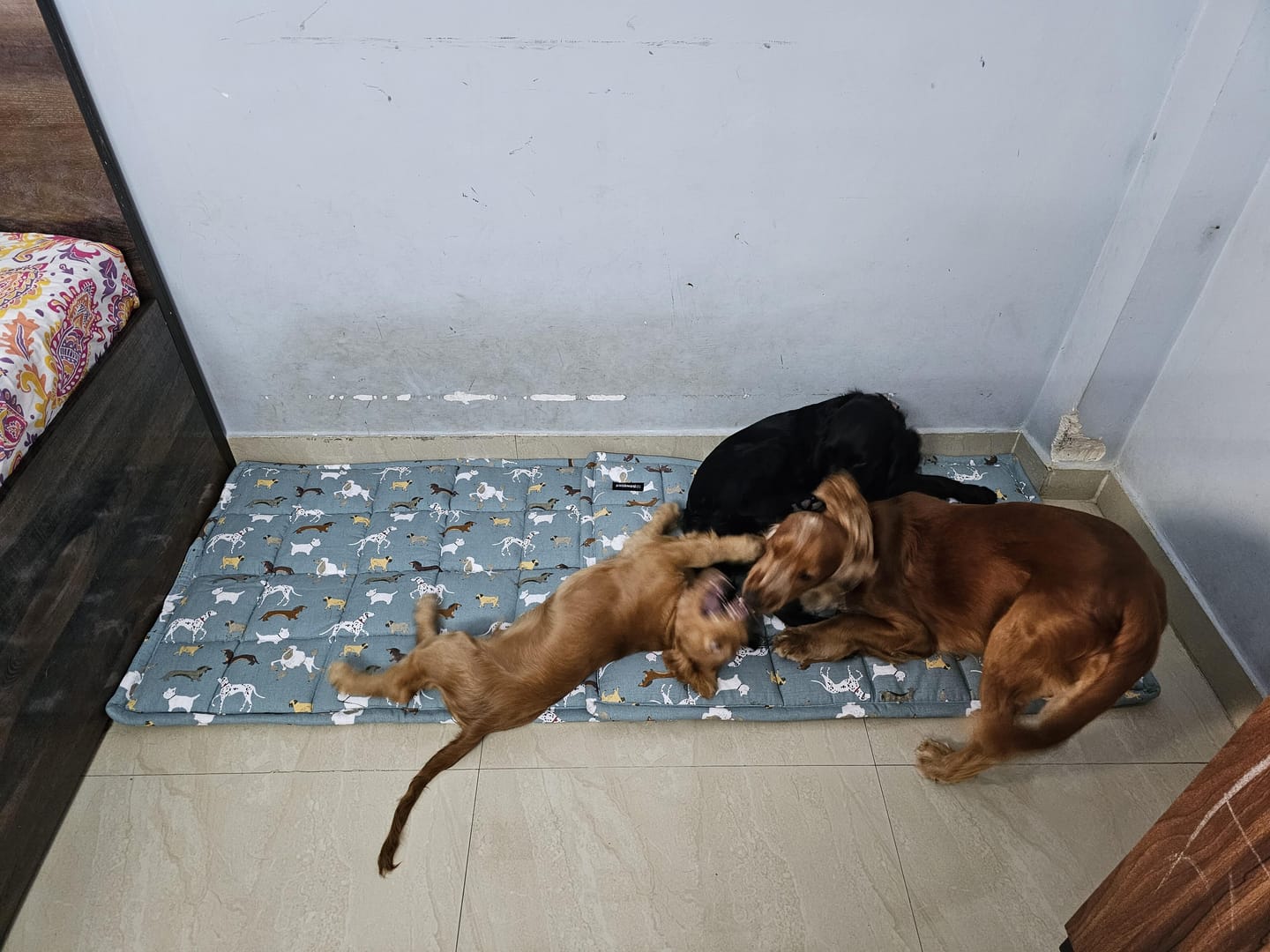 Customer photo review of Dogs Unlimited