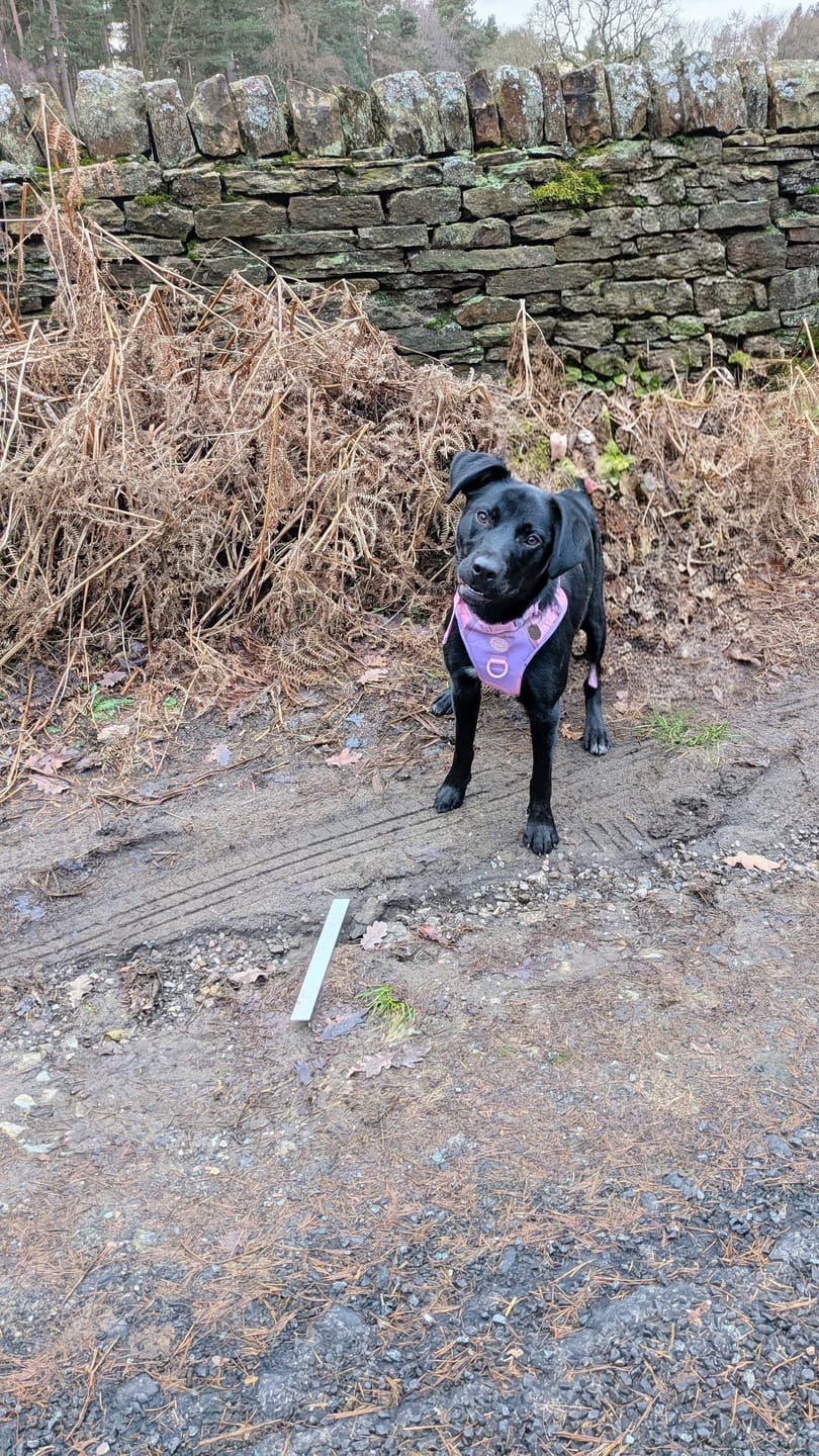 Customer photo review of Trail & Glow Dog Harness - COLOUR DROPS® - Love that for you