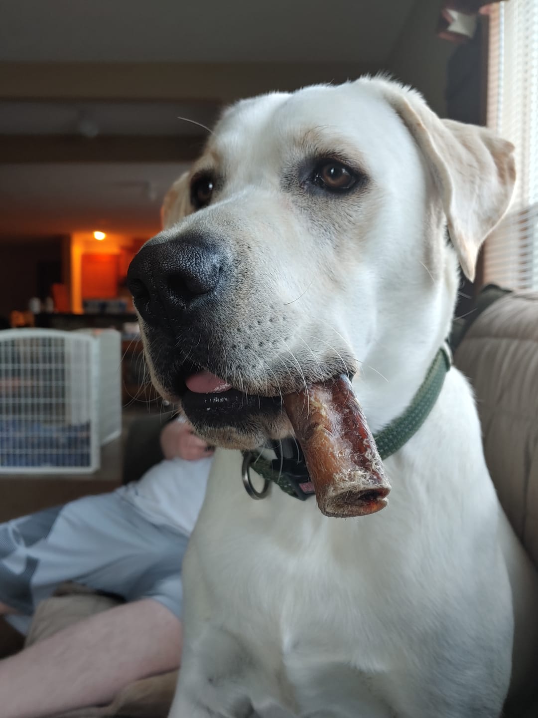 Customer photo review of 12 Inch Extra Thick Bully Sticks