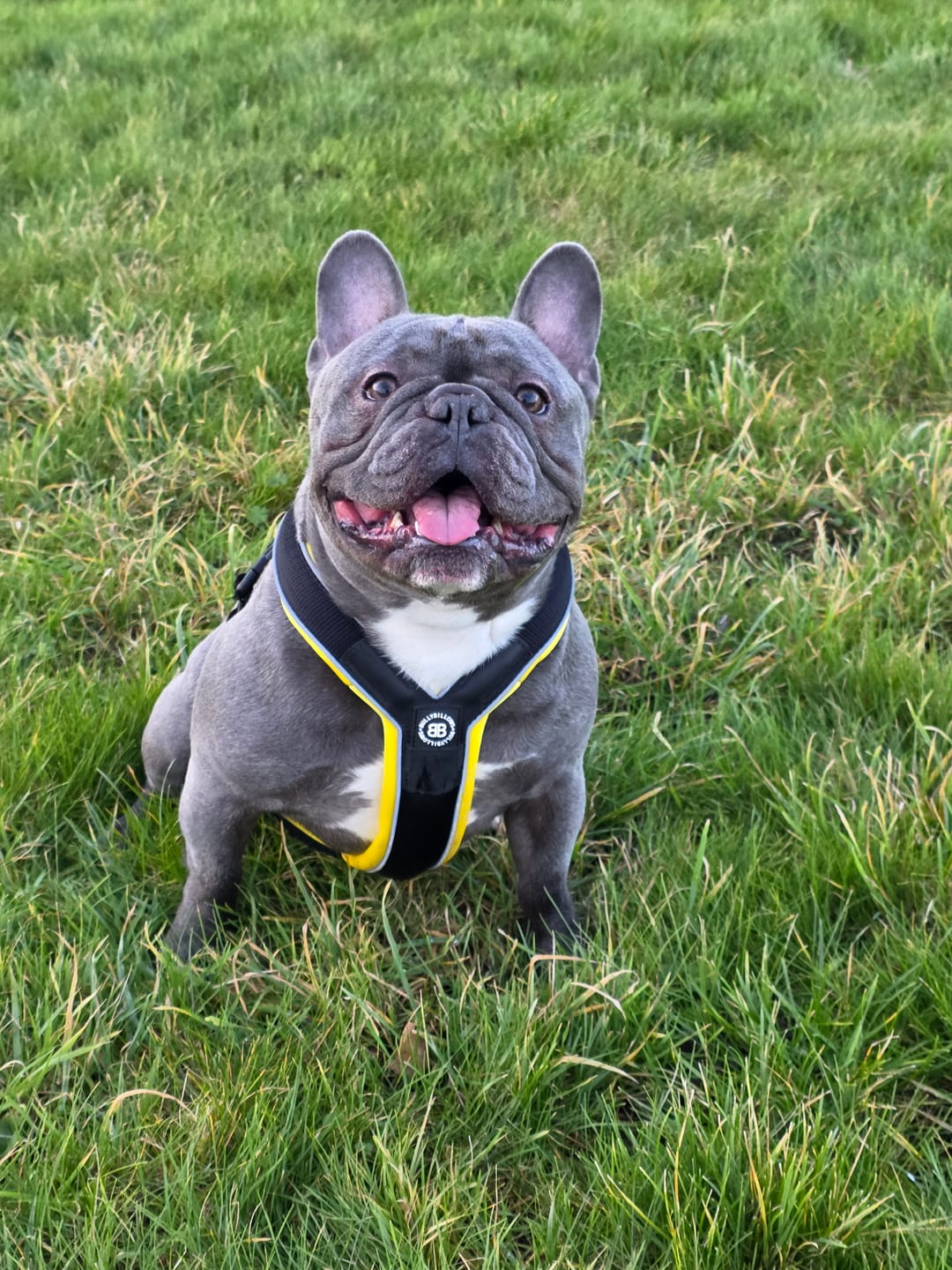 Customer photo review of Slip on Harness | Foam Padded - Black x Yellow