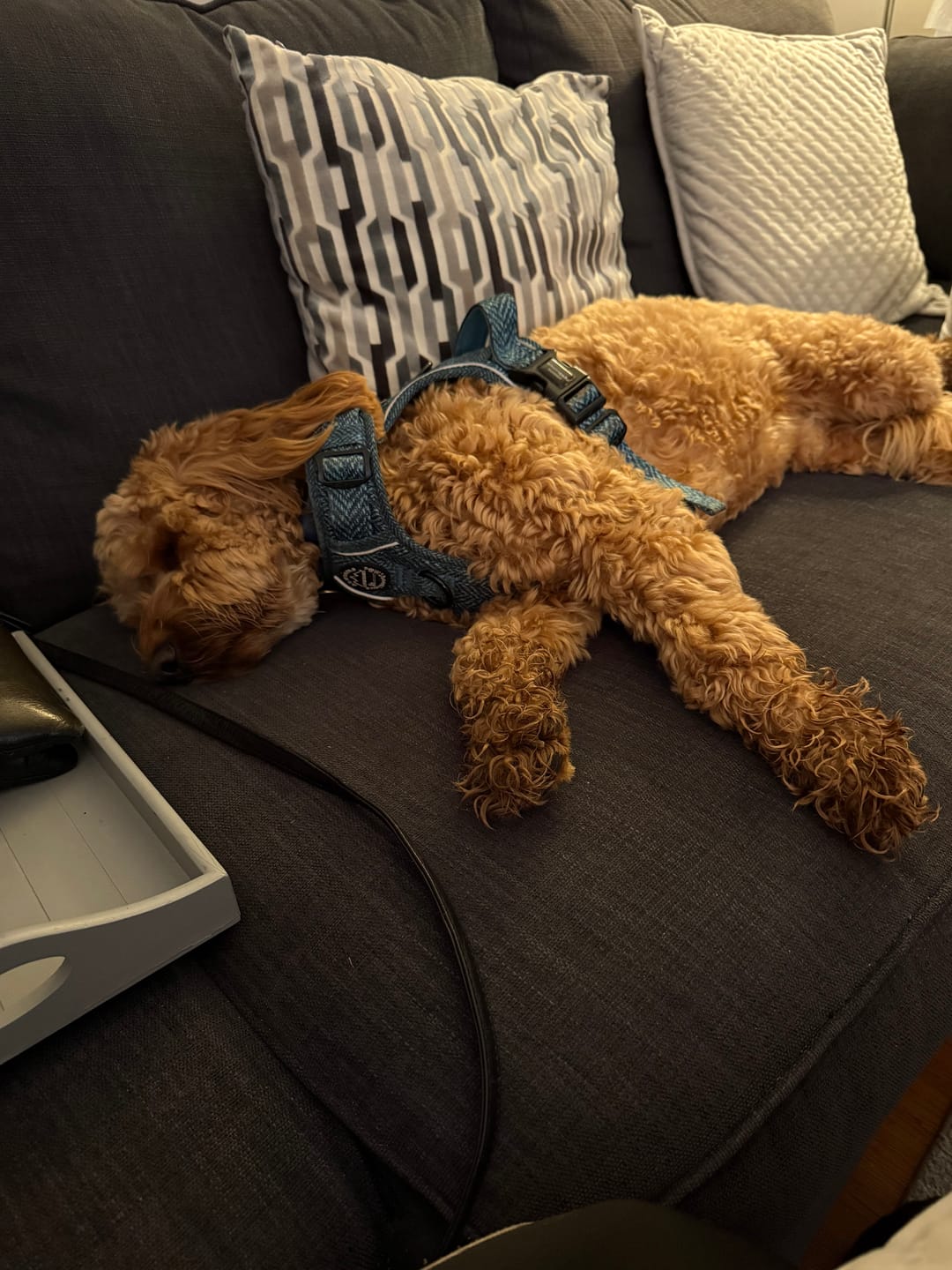 Customer photo review of Tough Trails™ Harness - Country Teal