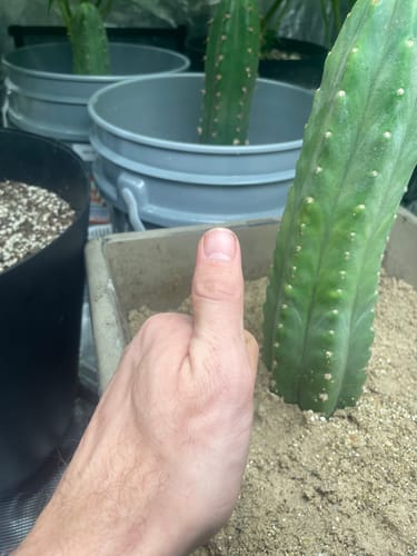 Customer photo review of Imperfect Trichocereus Pachanoi | Imperfect San Pedro Cactus