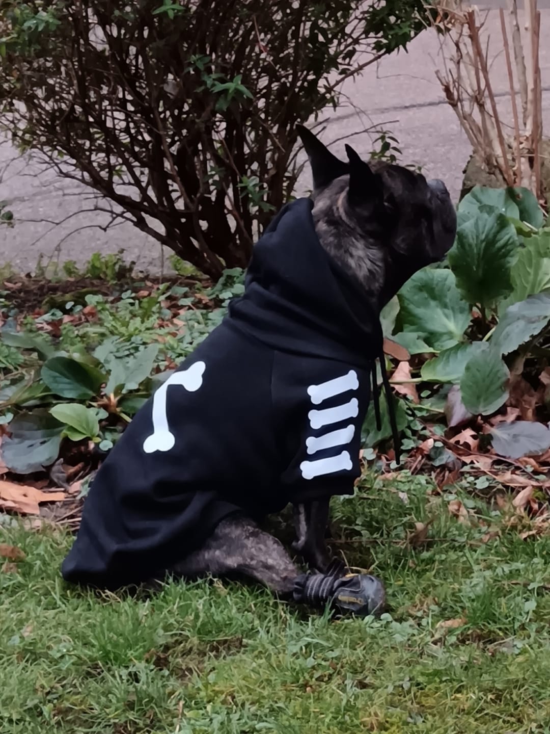 Customer photo review of "WOOF" Dog Hoodie - Black & Reflective