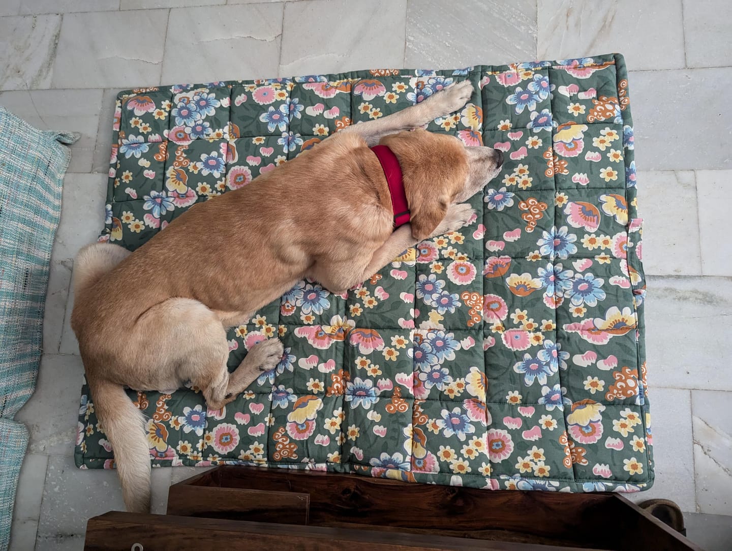 Customer photo review of Floofitons- Large