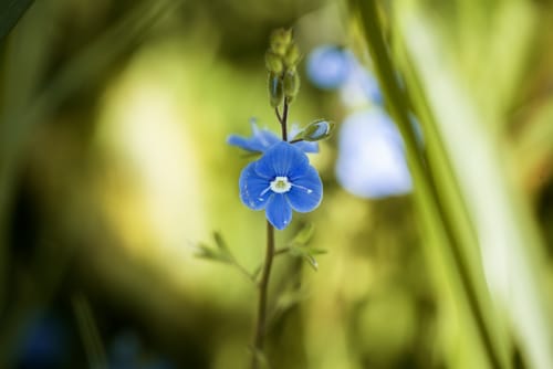 Customer's photo of a bright blue flower, showing the effect of the MOUNTAINS LIGHTROOM PRESETS.