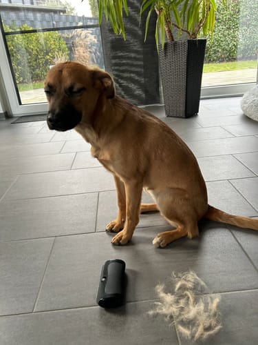 Rezensent zeigt die Fellwunder Bürste neben einem entspannten Hund und einem Haufen ausgekämmter Unterwolle auf dem Boden.
