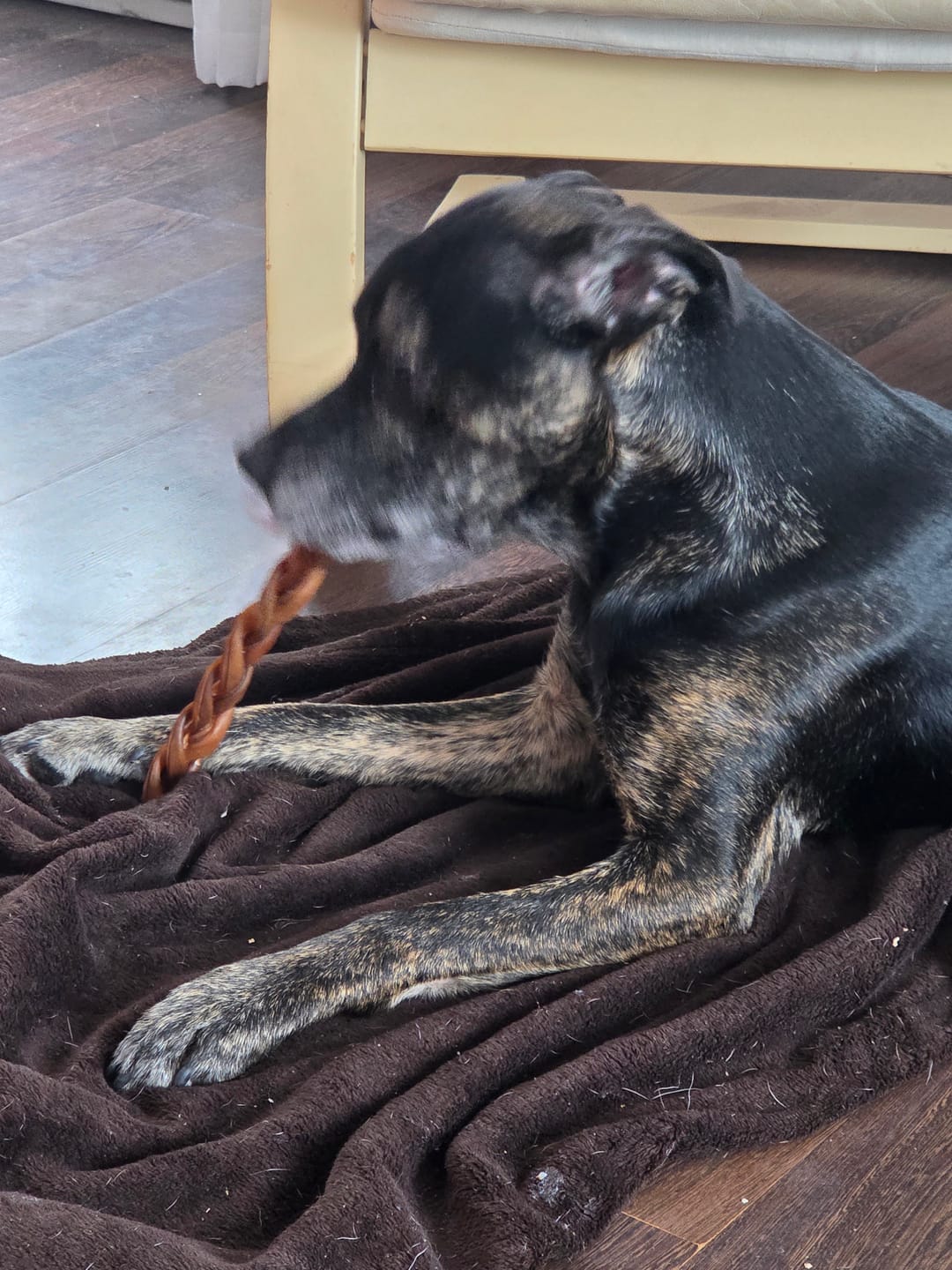 Customer photo review of 12 Inch Trachea Wrapped in Jerky