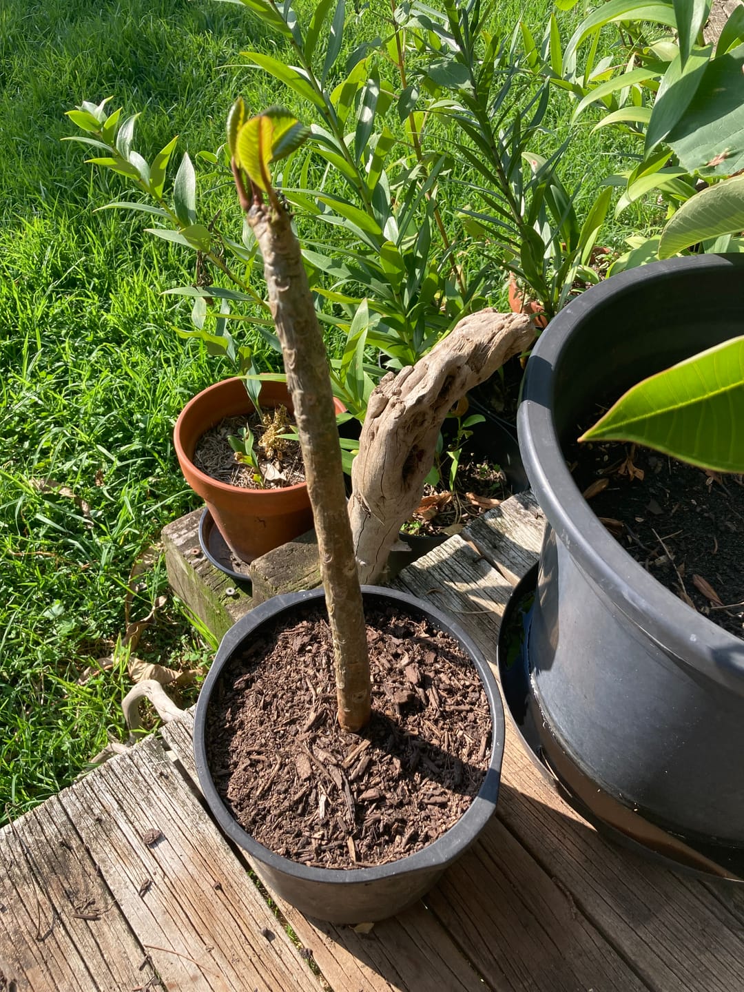 Customer photo review of Frangipani (Plumeria Rubra)