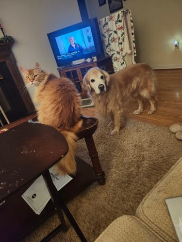 Customer photo review of 1-TDC Oral Health + Mobility Support for Cats