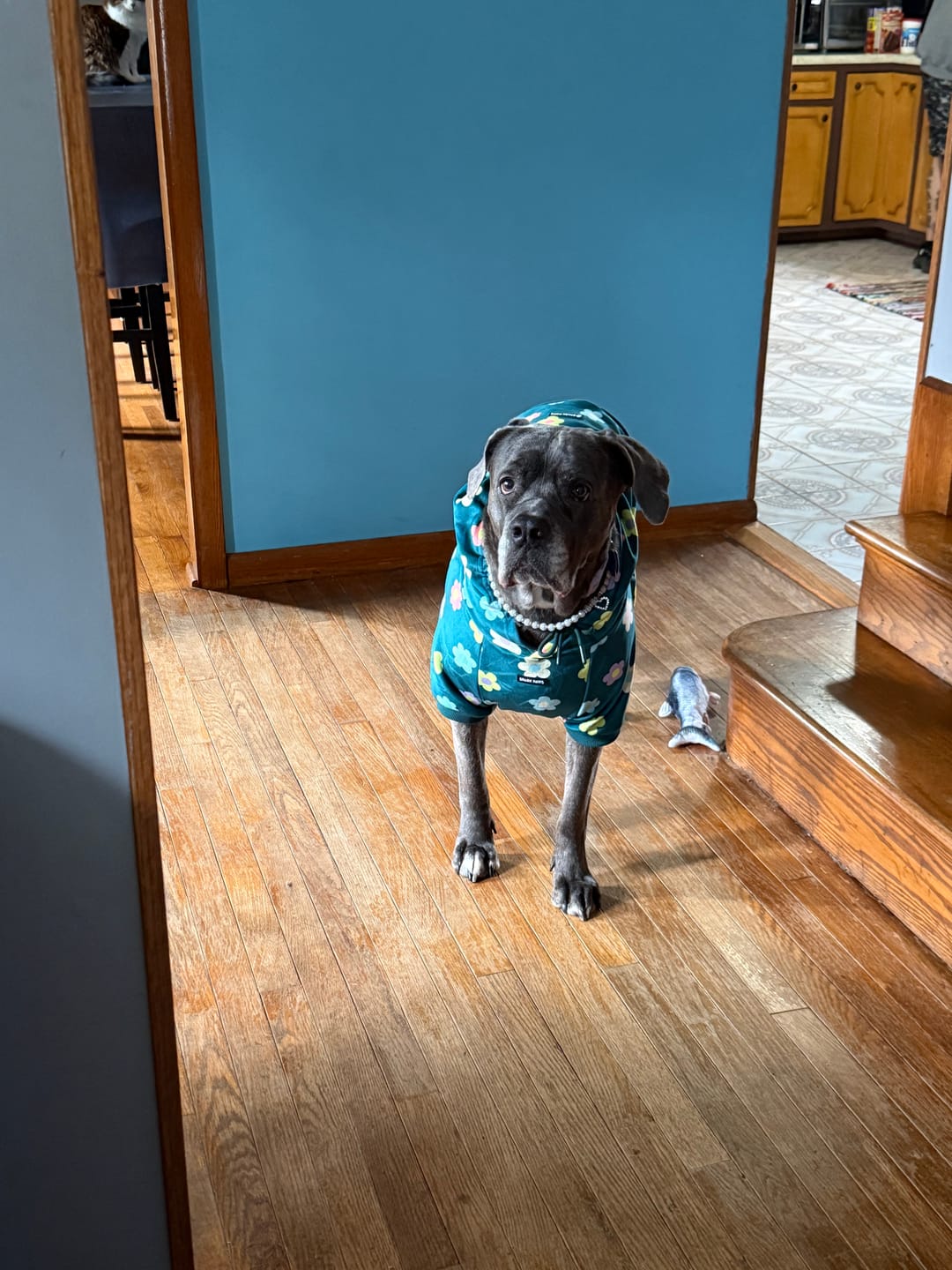 Customer photo review of Daisy Dog Hoodie - Green
