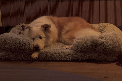 Customer photo review of המיטה של בונו - מיטה אורתופדית