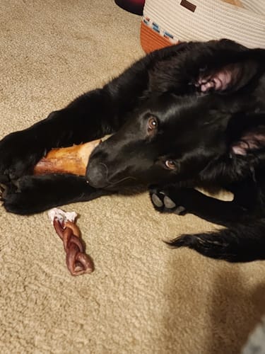 Customer's black dog chewing a bone on a carpet, with a Premium Braided Bully Stick on the floor.