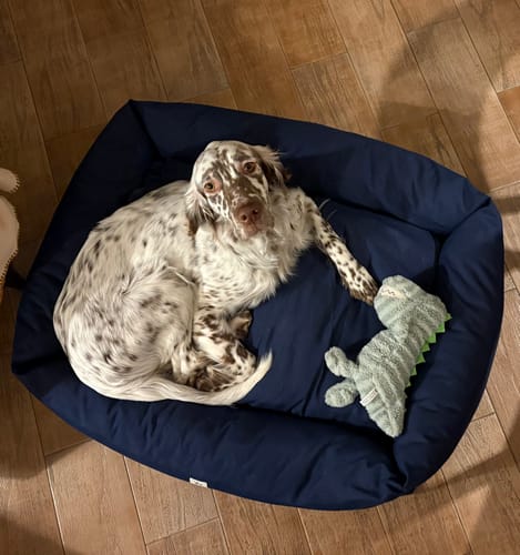 Customer photo review of Divanetto Cotone Siena Navy