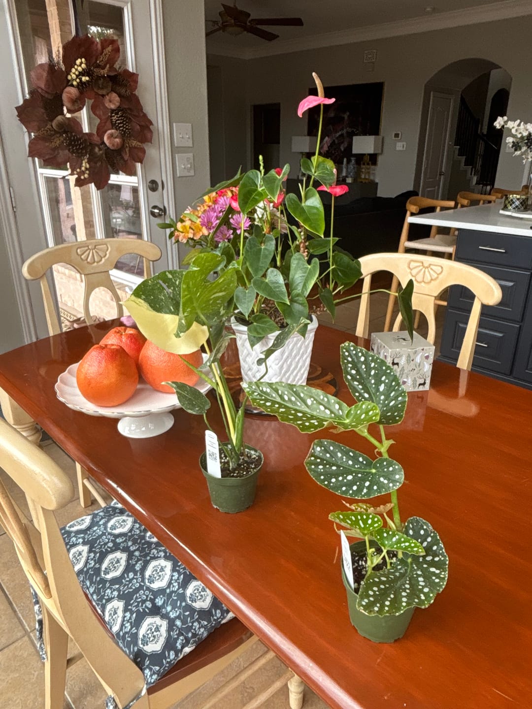 Customer photo review of Begonia 'Harmony's Legacy'