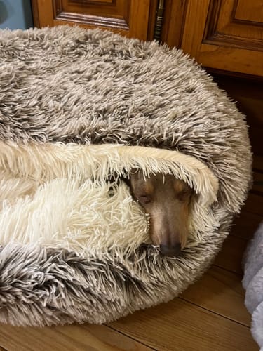 Customer photo review of Burrow Buddy™ - Pet Bed