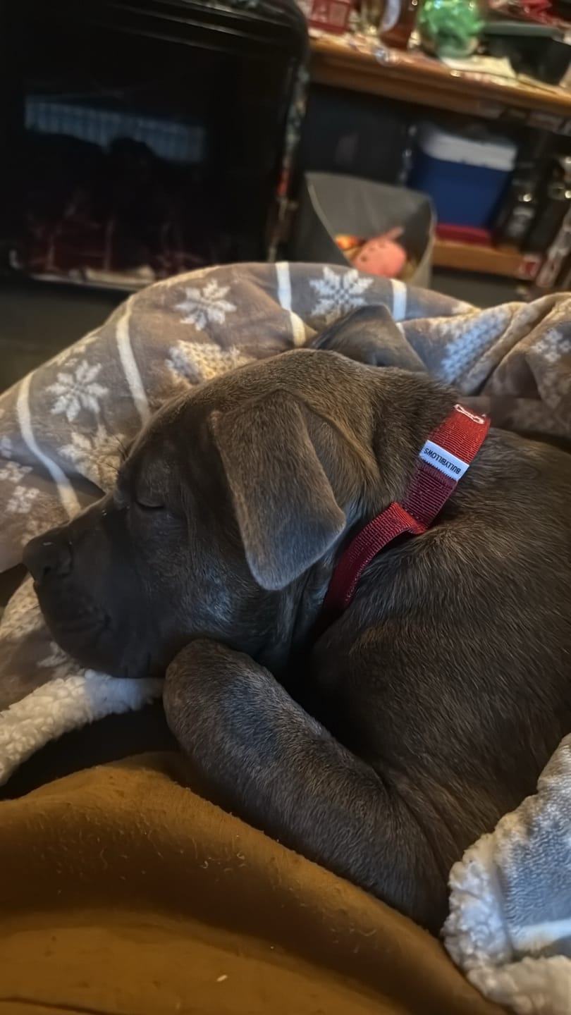 Customer photo review of 2.5cm Combat® Collar | With Handle & Rated Clip - Burgundy