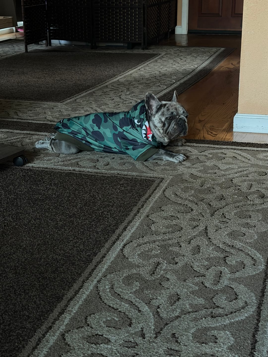 Customer photo review of Shark Monster Dog Hoodie - Green Camo