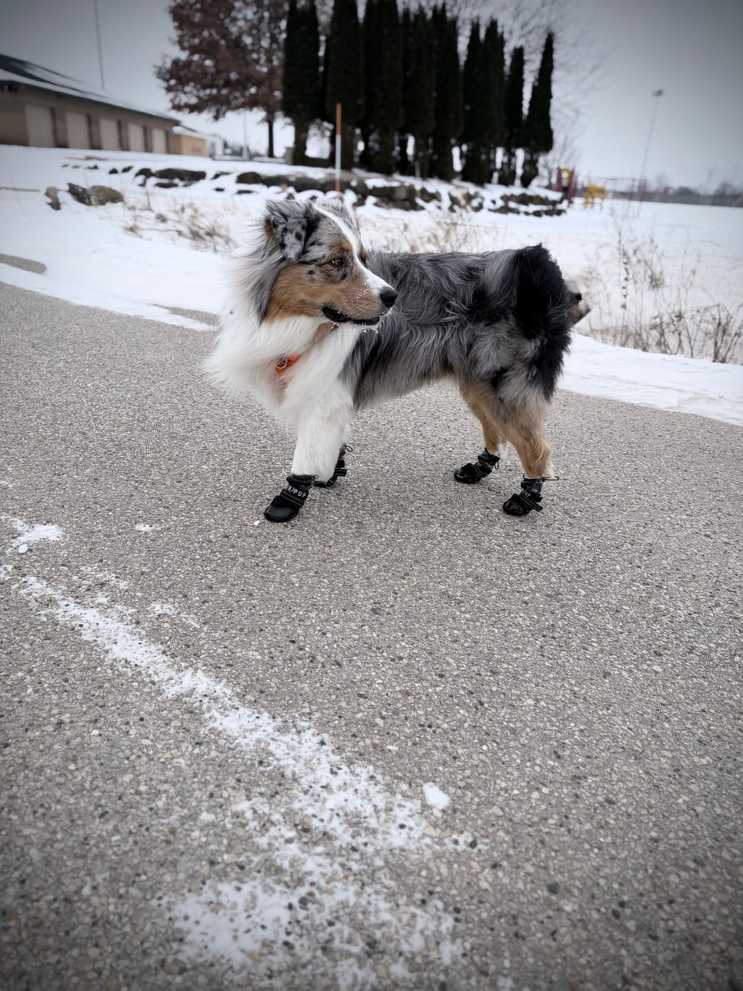 Customer photo review of AIR PUP DOG BOOTS - SET OF 4