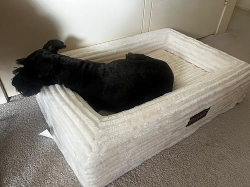 Customer's black mini schnauzer rests in the plush, beige corduroy Orthopaedic Dog Bed.