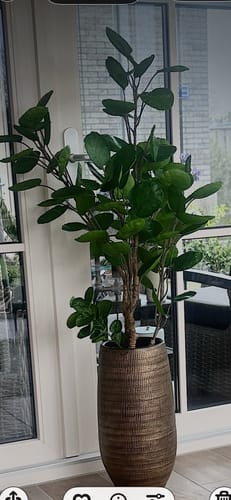 Customer photo review of Polyscias Kunstplant 110cm