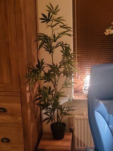 Customer photo review of Aralia Kunstplant 130cm