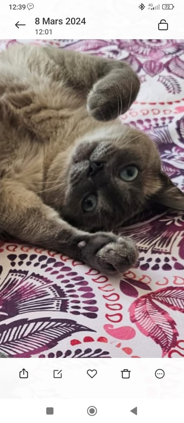 Customer photo review of Multipack d'effilés (Chat stérilisé et Chat adulte)