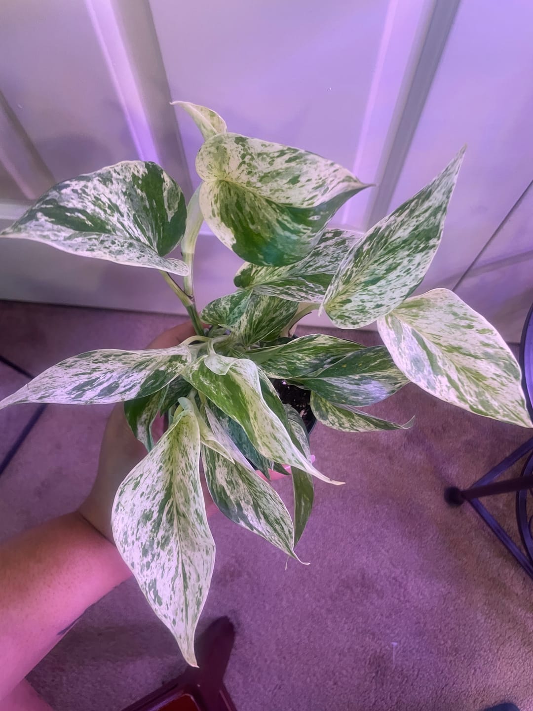 Customer photo review of Pothos Epipremnum aureum 'Marble Queen'