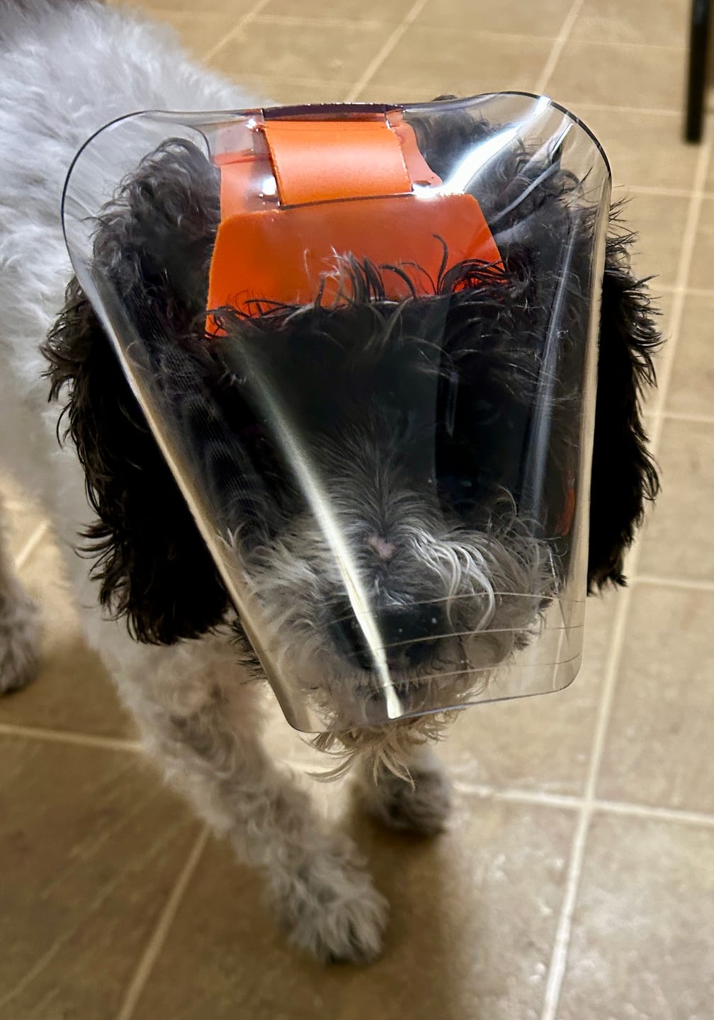 Customer photo review of OptiVizor - Regular Snout - Clear UV Tint