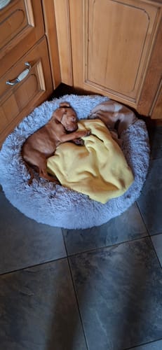 Customer photo review of Puppery Hundebett Wolke 7 - Das Original