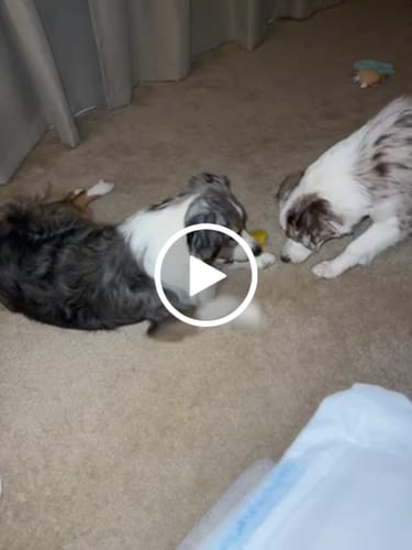 Customer video review of Long-Lasting Yak Chews — 6 Flavor Pack