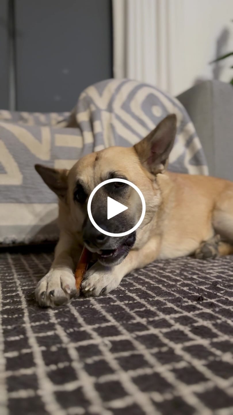 Customer video review of 10-12 Inch Champion Chew