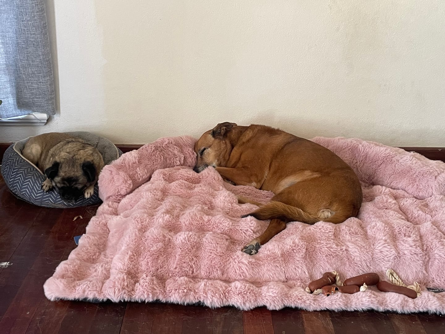Customer photo review of Calming Fluffy Couch Cover Dog Beds