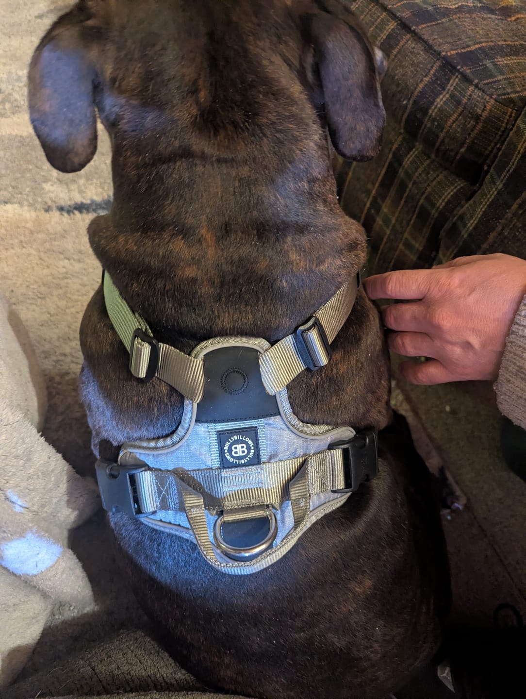 Customer photo review of Anti Pull Hurricane Harness Lighter | With Handle - Grey