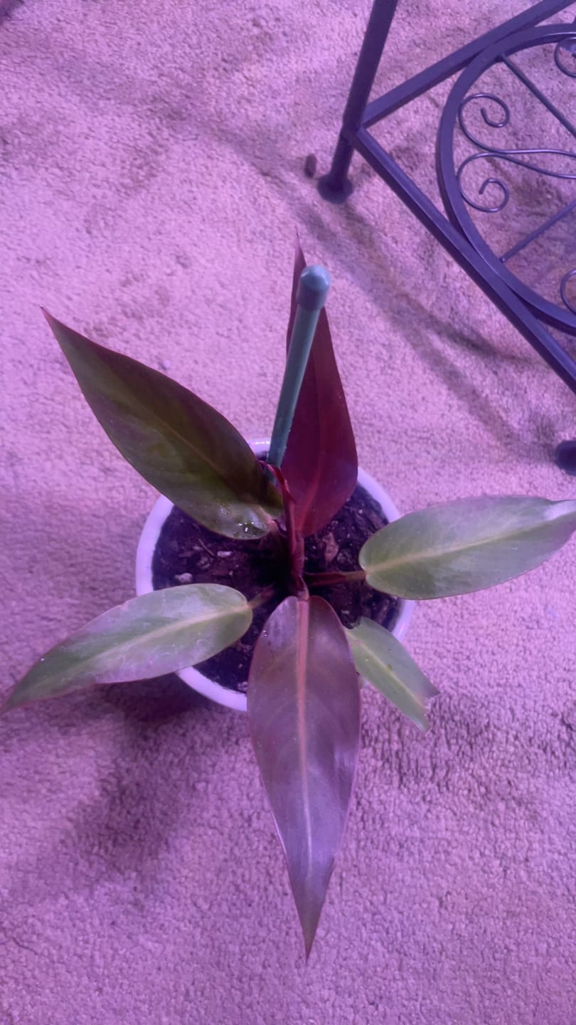 Customer photo review of Philodendron 'Sun Red'