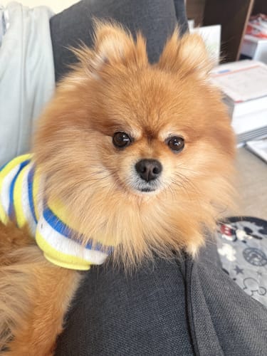 Customer photo review of FunFunPet 高機能ハーネス（お名前タグ作成サービス付き）