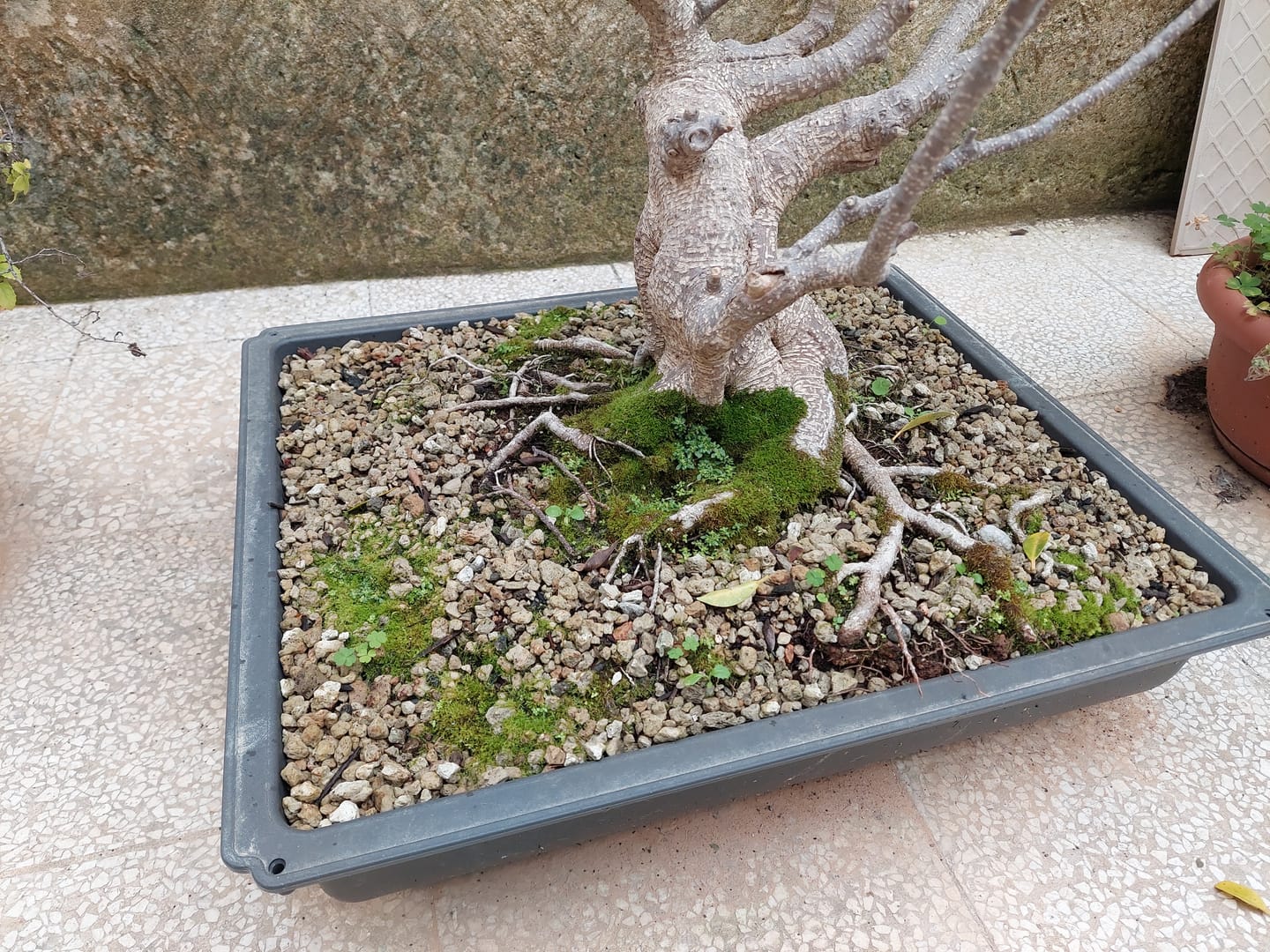 Customer photo review of BASIC CB® (substrato entry level per bonsai)