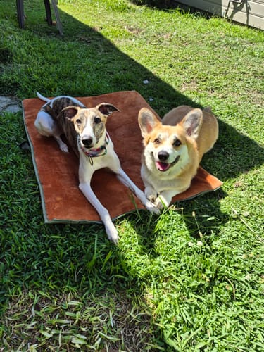 Customer photo review of Transformable Pet Living Mat